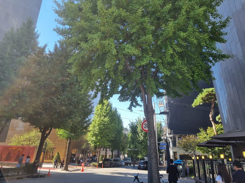 Apgujeong Rodeo: A Local’s Guide to What to See, Eat & Know Tree-lined street near Dosan Park in Apgujeong, Seoul