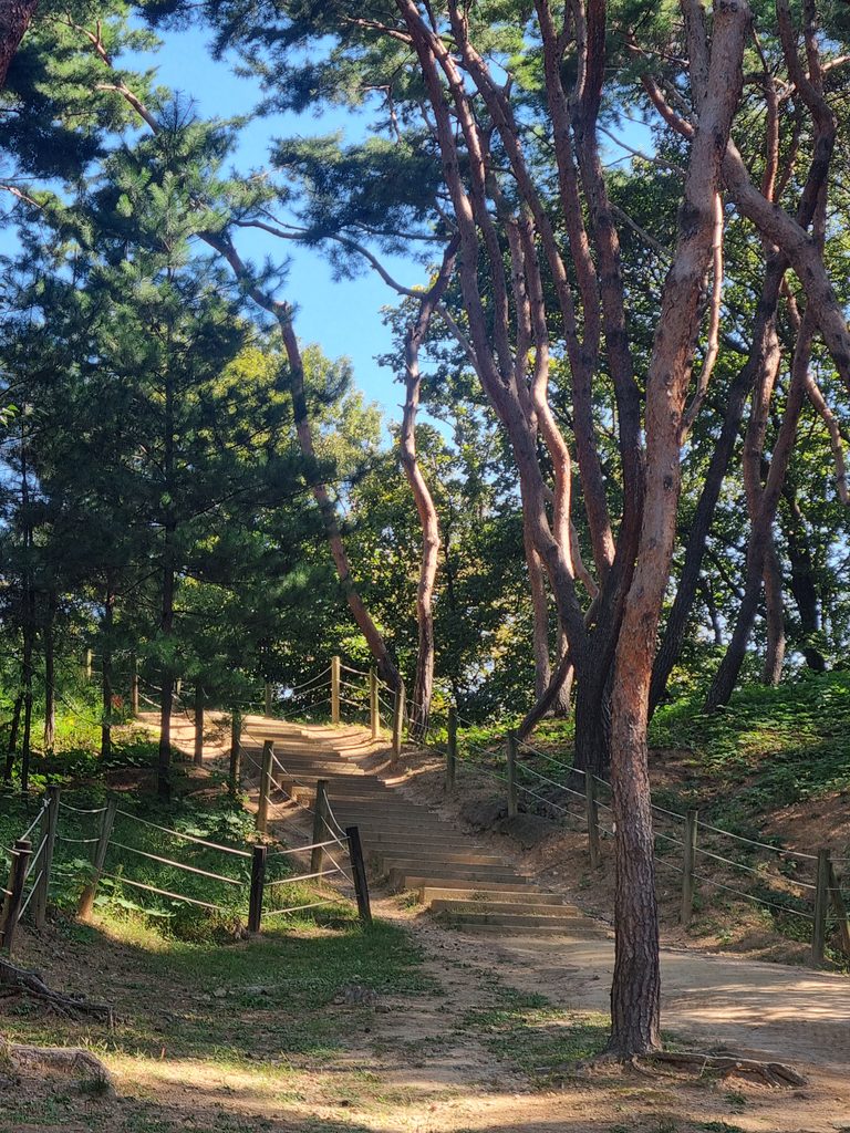 Tree-lined walking path at Seonjeongneung Royal Tombs